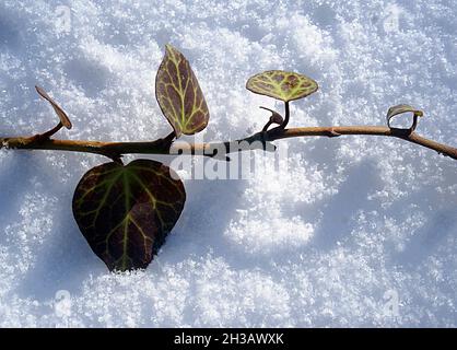 Une petite feuille de peuplier brun couché sur la neige. Banque D'Images