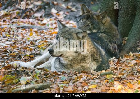 loup mongol dans une forêt à feuilles caduques en gros plan. animaux détendus qui sont agréables à observer Banque D'Images