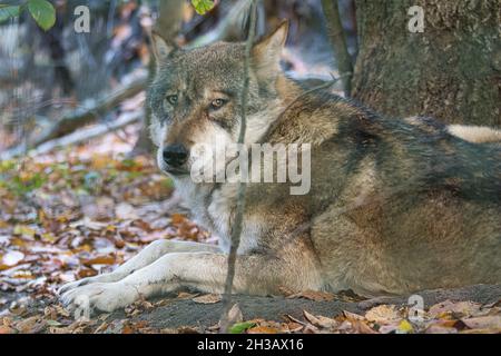 loup mongol dans une forêt à feuilles caduques en gros plan. animaux détendus qui sont agréables à observer Banque D'Images