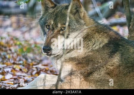 loup mongol dans une forêt à feuilles caduques en gros plan. animaux détendus qui sont agréables à observer Banque D'Images