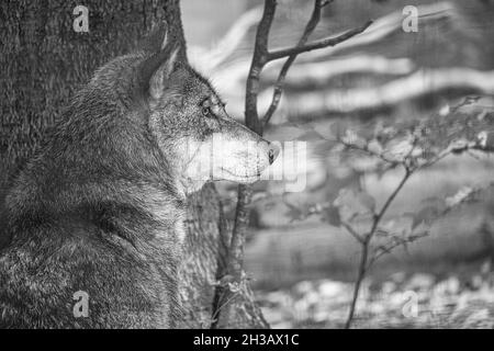 loup mongol dans une forêt à feuilles caduques gros plan en noir et blanc. animaux détendus qui sont beaux à observer Banque D'Images