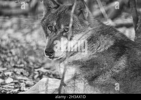 loup mongol dans une forêt à feuilles caduques gros plan en noir et blanc. animaux détendus qui sont beaux à observer Banque D'Images