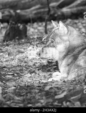 loup mongol dans une forêt à feuilles caduques gros plan en noir et blanc. animaux détendus qui sont beaux à observer Banque D'Images