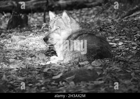 loup mongol dans une forêt à feuilles caduques gros plan en noir et blanc. animaux détendus qui sont beaux à observer Banque D'Images