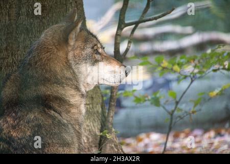 loup mongol dans une forêt à feuilles caduques en gros plan. animaux détendus qui sont agréables à observer Banque D'Images