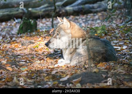 loup mongol dans une forêt à feuilles caduques en gros plan. animaux détendus qui sont agréables à observer Banque D'Images