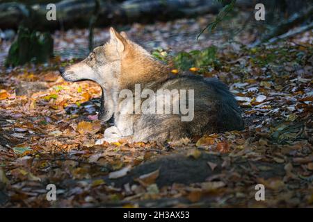 loup mongol dans une forêt à feuilles caduques en gros plan. animaux détendus qui sont agréables à observer Banque D'Images