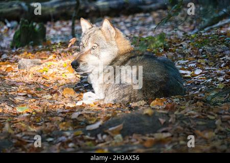 loup mongol dans une forêt à feuilles caduques en gros plan. animaux détendus qui sont agréables à observer Banque D'Images