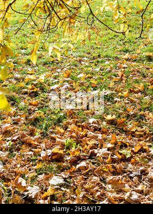 les branches de l'érable à feuilles de frêne avec des feuilles jaunes sur les feuilles mortes ont couvert la pelouse verte le jour de l'automne Banque D'Images