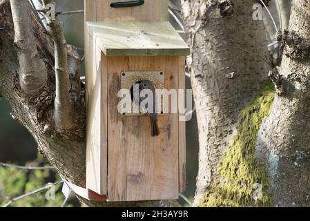 Redstart noire femelle apportant du matériel à une maison d'oiseau Banque D'Images