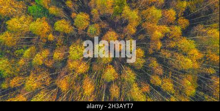 Vue sur le sommet des arbres de la forêt d'automne.Automne forêt vue de dessus paysage.Vue sur la forêt d'automne.Forêt d'automne Banque D'Images