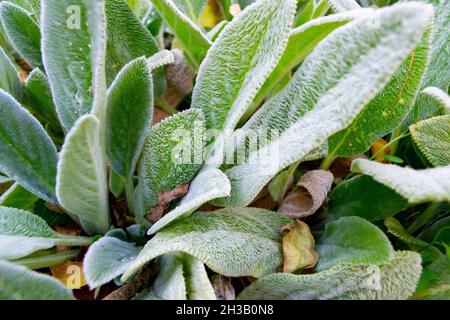 Plantes vertes à poils blancs donnant une sensation de froid, dans le vrai Jardín Botánico de Madrid, en Espagne.Europe.Photographie horizontale. Banque D'Images