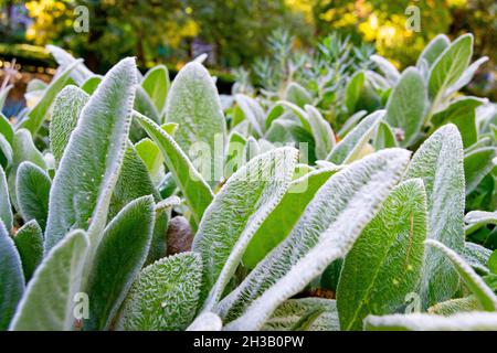 Plantes vertes à poils blancs donnant une sensation de froid, dans le vrai Jardín Botánico de Madrid, en Espagne.Europe.Photographie horizontale. Banque D'Images