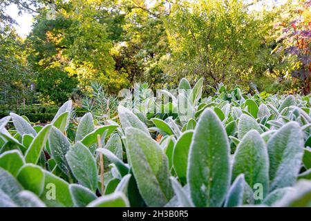 Plantes vertes à poils blancs donnant une sensation de froid, dans le vrai Jardín Botánico de Madrid, en Espagne.Europe.Photographie horizontale. Banque D'Images