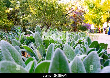 Plantes vertes à poils blancs donnant une sensation de froid, dans le vrai Jardín Botánico de Madrid, en Espagne.Europe.Photographie horizontale. Banque D'Images