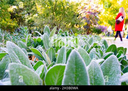 Plantes vertes à poils blancs donnant une sensation de froid, dans le vrai Jardín Botánico de Madrid, en Espagne.Europe.Photographie horizontale. Banque D'Images