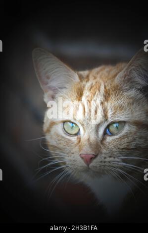 Visage de chat blanc et gingembre (Felis catus) - portrait d'animal de compagnie extérieur Banque D'Images