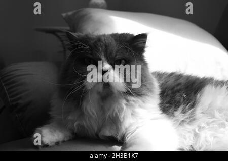 Photo en niveaux de gris d'un beau chat persan mignon et moelleux assis sur le canapé Banque D'Images