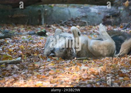 loup mongol dans une forêt à feuilles caduques en gros plan. animaux détendus qui sont beaux à observer Banque D'Images