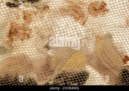 Texture de cuir véritable gros plan estampé sous la peau naturelle de reptile exotique, arrière-plan tendance, espace de copie Banque D'Images