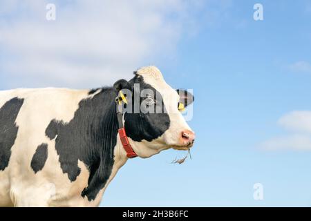 Tête de vache de taille moyenne, aspect de l'ail, un joli bovin avec des étiquettes d'oreille jaunes, regardant les lames de mastication amicales de l'herbe, noir et blanc, et le dos bleu Banque D'Images