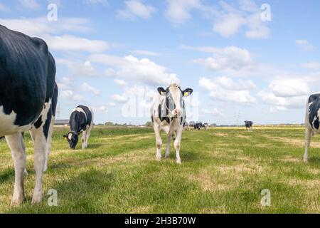 Vache arrivant vers dans un champ, vaches noires et blanches, s'approchant à pied vers la caméra Banque D'Images