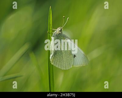 Rétroéclairage sur le petit papillon blanc (Pieris rapae) reposant avec des ailes fermées sur la lame verticale de l'herbe à Cumbria, Angleterre, Royaume-Uni Banque D'Images