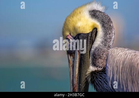 Un oiseau pélican brun, un grand oiseau de mer avec un long cou et un bec géant. Banque D'Images