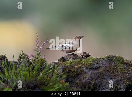 Chaffinch, Fringilla coelebs, homme, perchée sur une roche couverte de mousse Banque D'Images