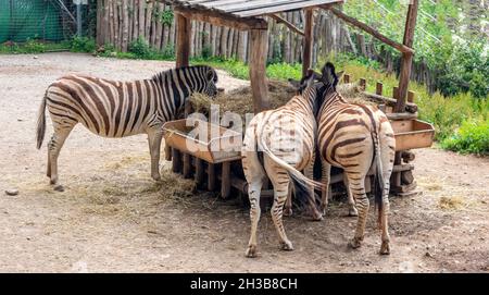 zebra dans le zoo - zèbres à rayures noires et blanches se nourrissant au niveau du couloir d'alimentation Banque D'Images