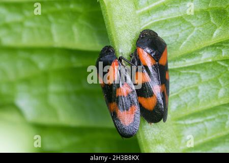 Blutzikade, Paarung, Kopula, Kopulation, Paar,Pärchen, Blut-Zikade, Rotschwarze Schaumzikade, Zikade, Cercomis vulnerata,Cercoillis sanguinea, rouge-et Banque D'Images