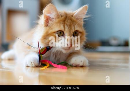 Et orange et blanc (gingembre) chaton à poil long (4 mois) joue avec un jouet papillon sur un plancher de bois dur Banque D'Images