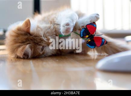 Et orange et blanc (gingembre) chaton à poil long (4 mois) joue avec un jouet papillon sur un plancher de bois dur Banque D'Images
