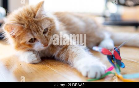 Et orange et blanc (gingembre) chaton à poil long (4 mois) joue avec un jouet papillon sur un plancher de bois dur Banque D'Images