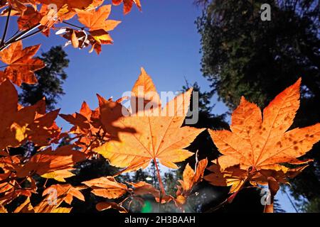 Les feuilles d'érable de vigne se transforment en rouge et en or en octobre dans les montagnes Cascade du centre de l'Oregon. Banque D'Images