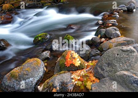 Feuilles d'érable de vigne couchant au bord d'un ruisseau de montagne en octobre, dans les montagnes Cascade du centre de l'Oregon. Banque D'Images