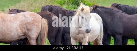 Gros plan d'un troupeau de chevaux islandais en Islande Banque D'Images