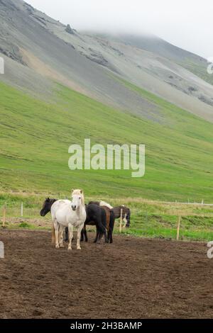 Troupeau de chevaux islandais en Islande Banque D'Images
