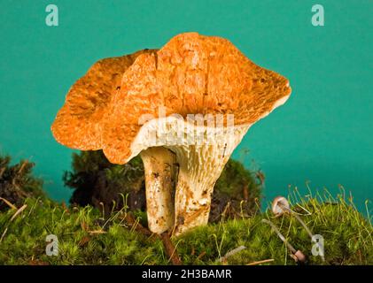 Détail d'une Chanterelle de Wooly, Gomphus floccosus, qui pousse dans une forêt de pins, de sapins et d'épinettes dans les montagnes Cascade du centre de l'Oregon.Non comestible. Banque D'Images