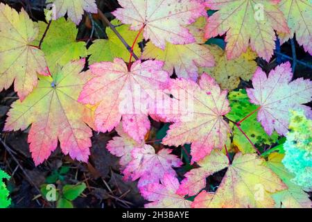Les feuilles d'érable de vigne se transforment en rouge et en or en octobre dans les montagnes Cascade du centre de l'Oregon. Banque D'Images