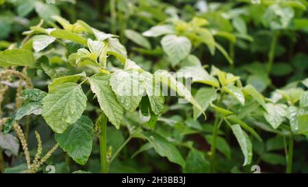 Grenaille de la saison des pluies, feuilles nouvellement en croissance de beal ou d'aegle marmelos. Banque D'Images