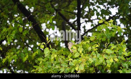 Boutons et fleurs frais de beal ou de bael.Nouvelles feuilles de beal ou d'aegle marmelos. Banque D'Images