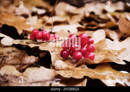 Les baies de viburnum rouge se trouvent sur des feuilles de chêne jaune. Banque D'Images