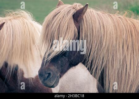 Gros plan d'un beau cheval islandais brun, l'Islande Banque D'Images