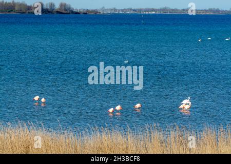 Colonie d'oiseaux aquatiques roses flamant dans le lac salé de Grevelingen près du village de Battenoord à Zeeland, pays-Bas Banque D'Images