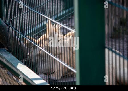 un petit lion cub dort dans une volière par temps ensoleillé Banque D'Images