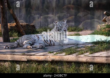 triste magnifique tigre blanc dans la volière du zoo Banque D'Images