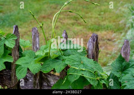 Collection botanique, feuilles vertes de Humulus lupulus ou plante à houblon utilisée pour la fabrication de bières Banque D'Images