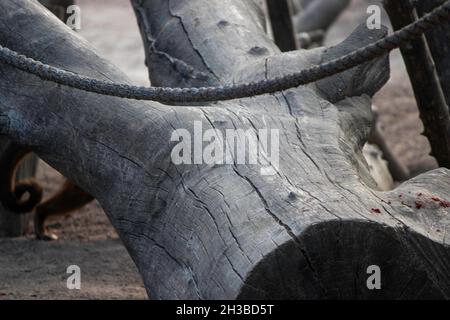 une grande bûche sèche grise, et de vieilles cordes Banque D'Images