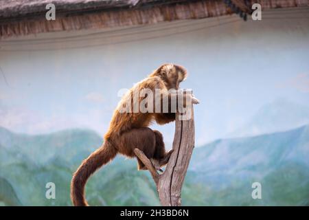 magnifique singe rouge assis sur une branche dans une volière Banque D'Images